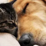 Il benessere del cane e del gatto passa attraverso un'alimentazione corretta