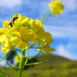 Sole, frutta e aria aperta: l’estate fa bene alla fertilità