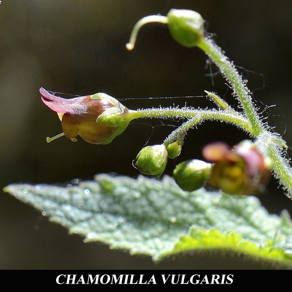 Omeopatia e rimedi naturali contro gli occhi arrossati