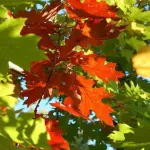 Raffreddore, il malanno di stagione, cure e rimedi