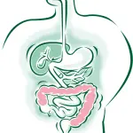 Proteggere la flora intestinale: i probiotici naturali
