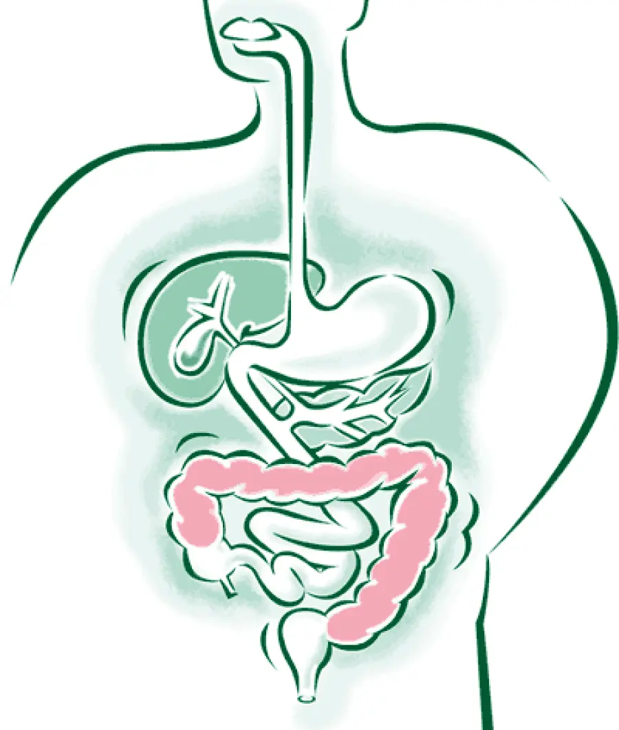 Proteggere la flora intestinale: i probiotici naturali