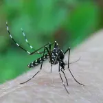 Punture di zanzara: cosa fare quando si infettano