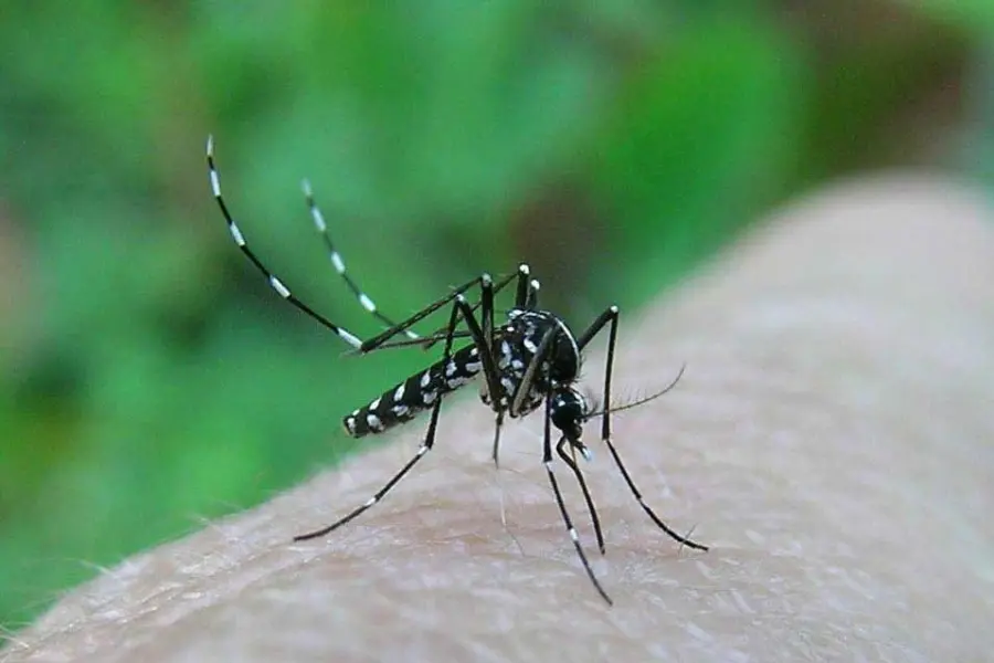 Punture di zanzara: cosa fare quando si infettano