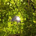 Il bagno di foglie: relax, benessere e naturalità