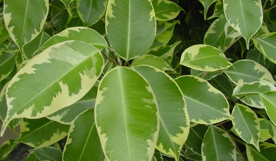 Il giardino si fa tech