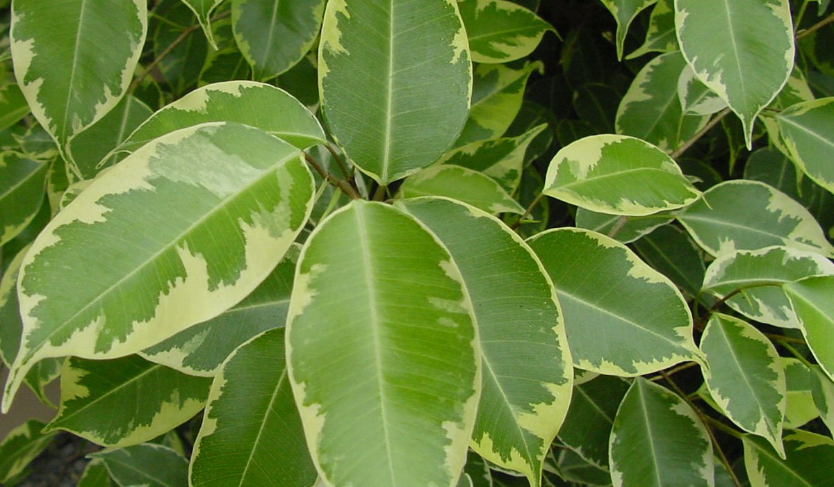 Il giardino si fa tech