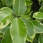 Il giardino si fa tech