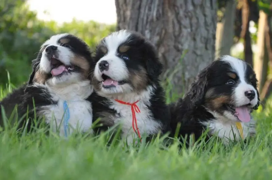 Crescere con Fido…quale razza è la più adatta?