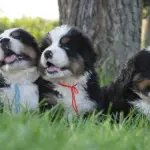 Crescere con Fido…quale razza è la più adatta?