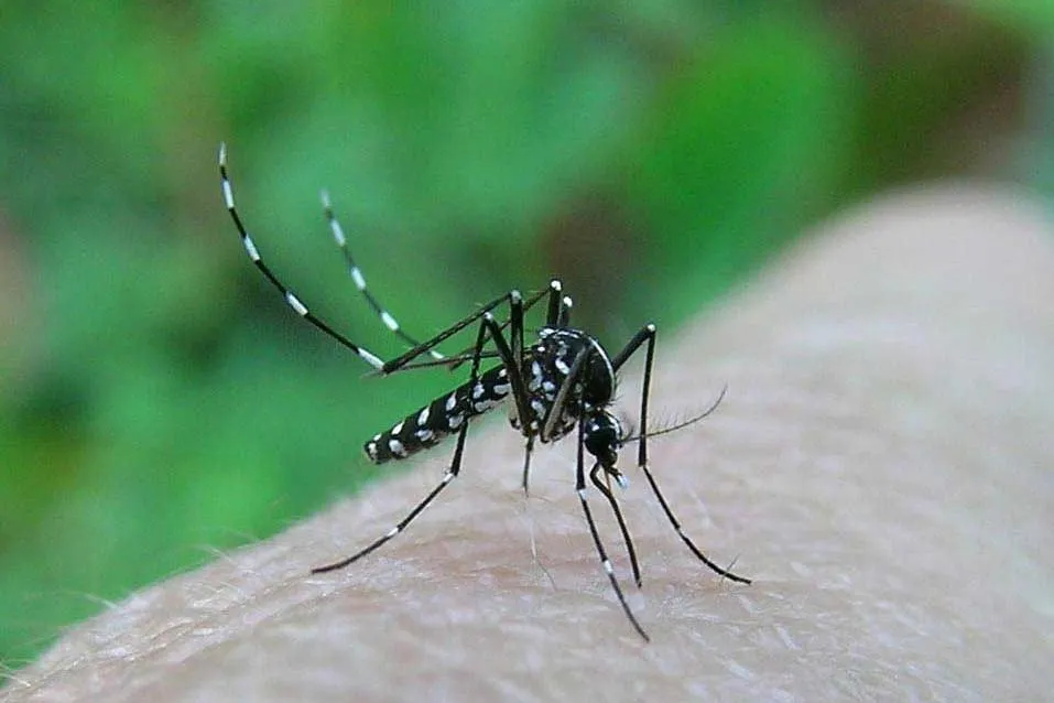 Punture di zanzara: cosa fare quando si infettano