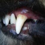Pulizia denti del cane: come eseguirla perfettamente