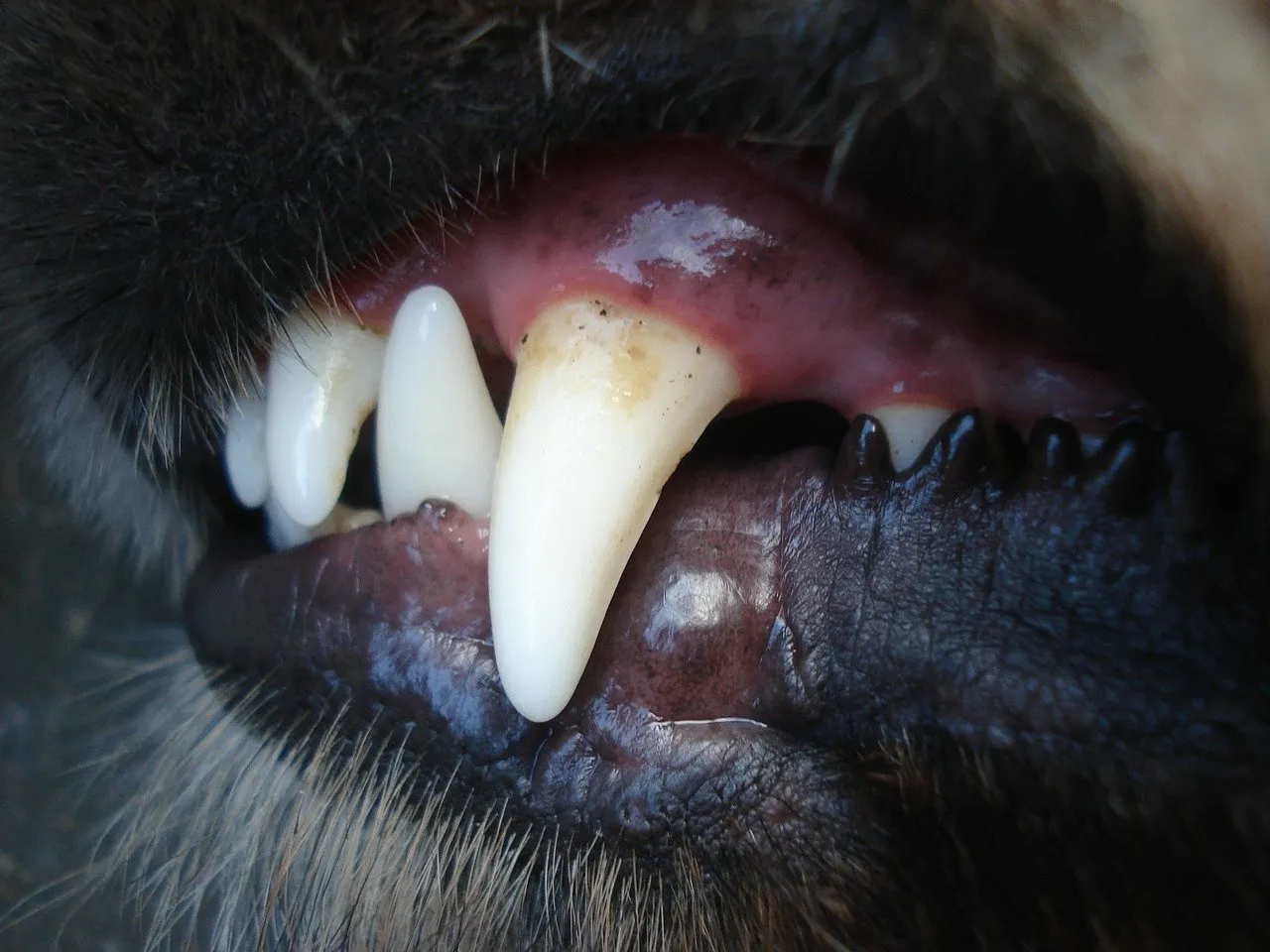 Pulizia denti del cane: come eseguirla perfettamente